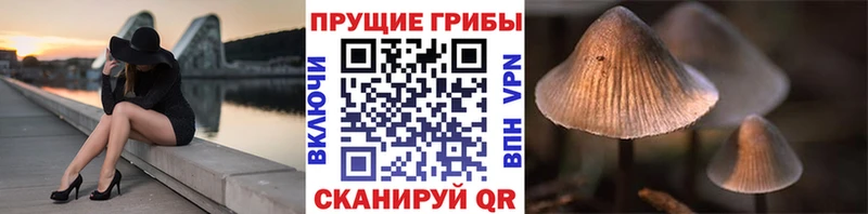 Псилоцибиновые грибы MAGIC MUSHROOMS  hydra ССЫЛКА  Новотитаровская 
